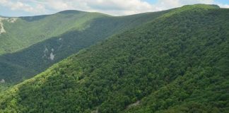 Peste patru mii hectare de pădure achiziționate de statul român