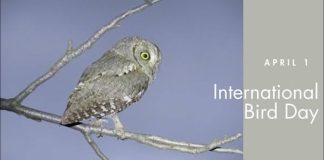 1 Aprilie – Ziua Internationala a Pasarilor