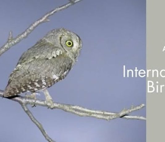 1 Aprilie – Ziua Internationala a Pasarilor