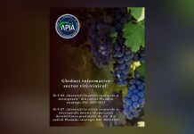 Două noi Ghiduri informative pentru sectorul viti-vinicol