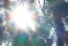 EVITAȚI IEȘIRILE DUPĂ AMIAZA! CĂLDURA EXTREMĂ POATE UCIDE