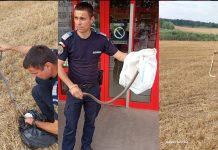 Sarpe indepartat de la un centru comercial din Olt