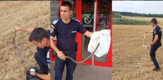 Sarpe indepartat de la un centru comercial din Olt