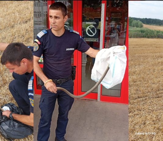 Sarpe indepartat de la un centru comercial din Olt