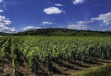 „Restructurarea şi reconversia plantaţiilor viticole” din cadrul Planului strategic PAC 2023-2027 – in dezbatere publica