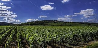 „Restructurarea şi reconversia plantaţiilor viticole” din cadrul Planului strategic PAC 2023-2027 – in dezbatere publica