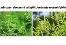 Cum poate fi combătută ambrozia