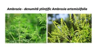 Cum poate fi combătută ambrozia