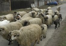 PREZENȚA VIRUSULUI POX CONFIRMATĂ ÎN TUFENI ȘI CRÂMPOIA