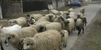 PREZENȚA VIRUSULUI POX CONFIRMATĂ ÎN TUFENI ȘI CRÂMPOIA