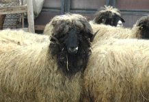 VARIOLA OVINĂ, ÎNCHIDE TÂRGURILE DE ANIMALE VII