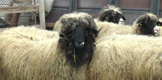 VARIOLA OVINĂ, ÎNCHIDE TÂRGURILE DE ANIMALE VII