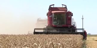 PRODUCȚII RECORD LA GRÂU ȘI RAPIȚĂ