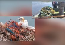 𝐏𝐥𝐚𝐬𝐭𝐢𝐜𝐮𝐥 𝐩𝐨𝐥𝐮𝐞𝐚𝐳𝐚̆. 𝐄𝐯𝐢𝐭𝐚̆-𝐥! – 𝐜𝐚𝐦𝐩𝐚𝐧𝐢𝐞 𝐢𝐧𝐢𝐭̦𝐢𝐚𝐭𝐚̆ 𝐝𝐞 𝐌𝐌𝐀𝐏