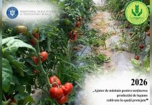 AJUTOR DE MINIMIS PENTRU SUSTINEREA PRODUCTIEI DE LEGUME CULTIVATE IN SPATII PROTEJATE – 2026