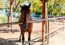 Verificări pentru nerespectarea legislației privind protecția animalelor