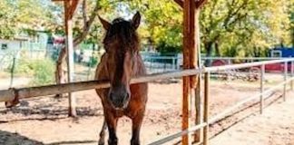 Verificări pentru nerespectarea legislației privind protecția animalelor