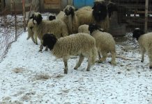 ZECI DE OI ȘI CAPRE DINTR-O STÂNĂ, OMORÂTE DE CÂINI