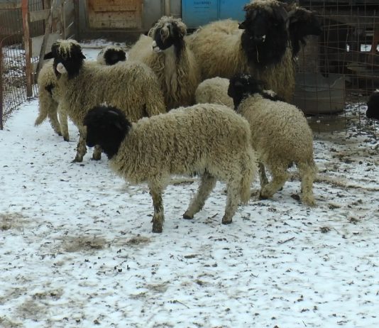 ZECI DE OI ȘI CAPRE DINTR-O STÂNĂ, OMORÂTE DE CÂINI