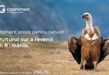 Primele exemplare de vultur sur au ajuns în România