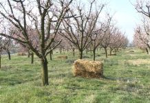 Peste 11,49 milioane de euro au ajuns la beneficiarii din sectorul pomicol afectați de înghețul târziu de primăvară