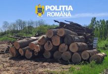 ACTIVITĂȚI PE LINIA PREVENIRII ȘI COMBATERII DELICTELOR SILVICE