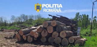ACTIVITĂȚI PE LINIA PREVENIRII ȘI COMBATERII DELICTELOR SILVICE