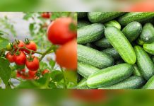 ANF a demarat a doua actiune tematica de control din acest an dedicate rosiilor si castravetilor romanesti timpurii
