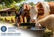 Protejarea animalelor in sezonul cald: recomandarile ANSVSA pentru detinatori si crescatori