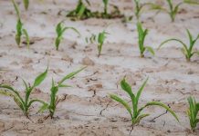 14,8 milioane de euro din rezerva agricolă a Uniunii Europene pentru sprijinirea fermierilor români