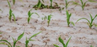 14,8 milioane de euro din rezerva agricolă a Uniunii Europene pentru sprijinirea fermierilor români