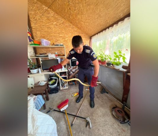 ȘARPE CAPTURAT ȘI ELIBERAT ÎN MEDIUL NATURAL DE JANDARMII OLTENI