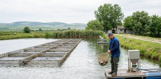 NOU APEL DE PROIECTE! Peste 14 milioane de euro pentru acvacultura sustenabilă