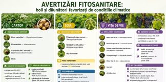 Informare fitosanitara: conditiile climatice pot favoriza aparitia unor boli si daunatori la culturile agricole