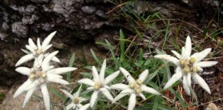 Guvernul a aprobat la propunerea MMAP, Strategia națională pentru conservarea biodiversității 2026–2030