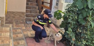 AMENZI DE PÂNĂ LA 12 000 DE LEI PENTRU STĂPÂNII DE ANIMALE