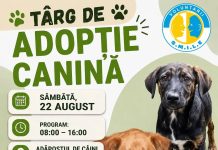 Târg de adopție canină la Slatina