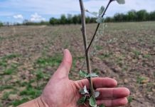 România a depășit țintele PNRR pentru împăduriri: peste 20.000 de hectare împădurite și reîmpădurite