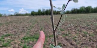 România a depășit țintele PNRR pentru împăduriri: peste 20.000 de hectare împădurite și reîmpădurite