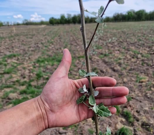 România a depășit țintele PNRR pentru împăduriri: peste 20.000 de hectare împădurite și reîmpădurite