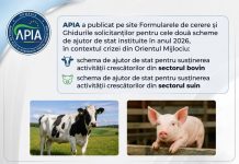 APIA a publicat Ghidurile pentru schemele de ajutor de stat destinate crescătorilor de bovine și suine