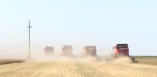 PRODUCȚII RECORD LA CEREALE, ÎN OLT