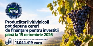APIA: Producătorii vitivinicoli pot depune cereri de finanțare pentru investiții până la 19 octombrie 2026