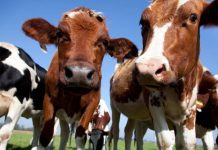 AJUTOR DE STAT 2026 PENTRU CRESCĂTORII DE BOVINE ȘI BUBALINE – 68 EURO/CAP