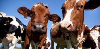 AJUTOR DE STAT 2026 PENTRU CRESCĂTORII DE BOVINE ȘI BUBALINE – 68 EURO/CAP