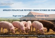La solicitarea MADR, Comisia Europeană a autorizat schema de sprijin pentru crescătorii de porci