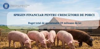 La solicitarea MADR, Comisia Europeană a autorizat schema de sprijin pentru crescătorii de porci
