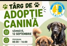 O casă pentru un suflet. Târg de adopție canină, sâmbătă, la Slatina.