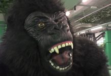 SLATINA INTRĂ ÎN TRIBUL GORILLA