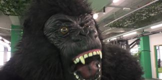 SLATINA INTRĂ ÎN TRIBUL GORILLA
